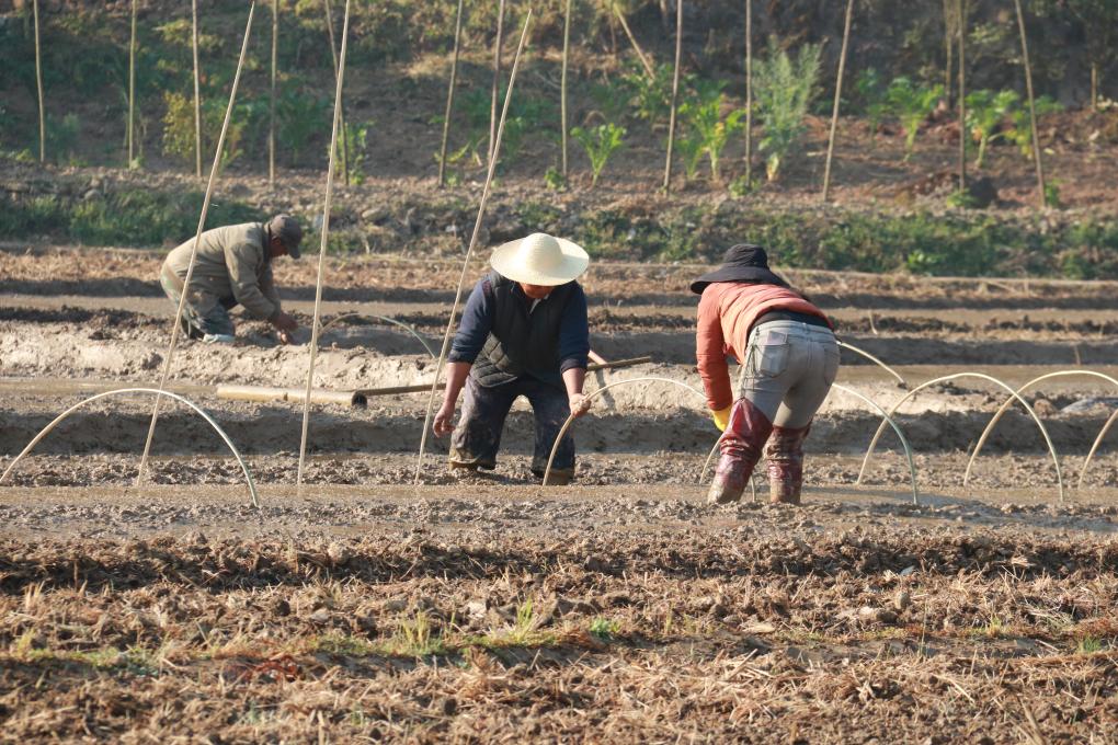 沧源佤族自治县农业农村局最新动态报道