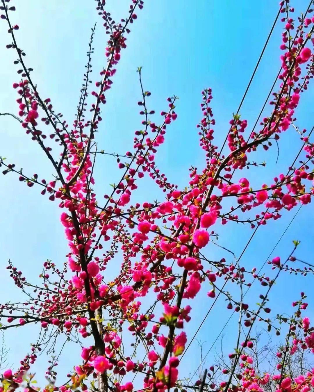 杏花街道最新天气预报