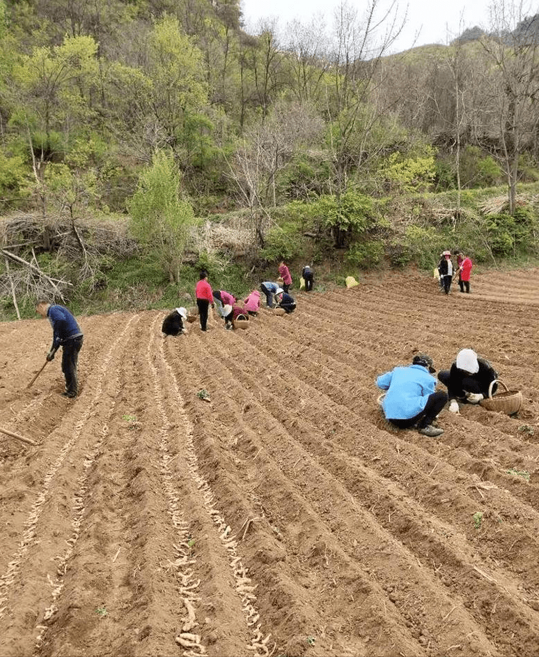 丰润区农业农村局新项目推动农业现代化助力乡村振兴